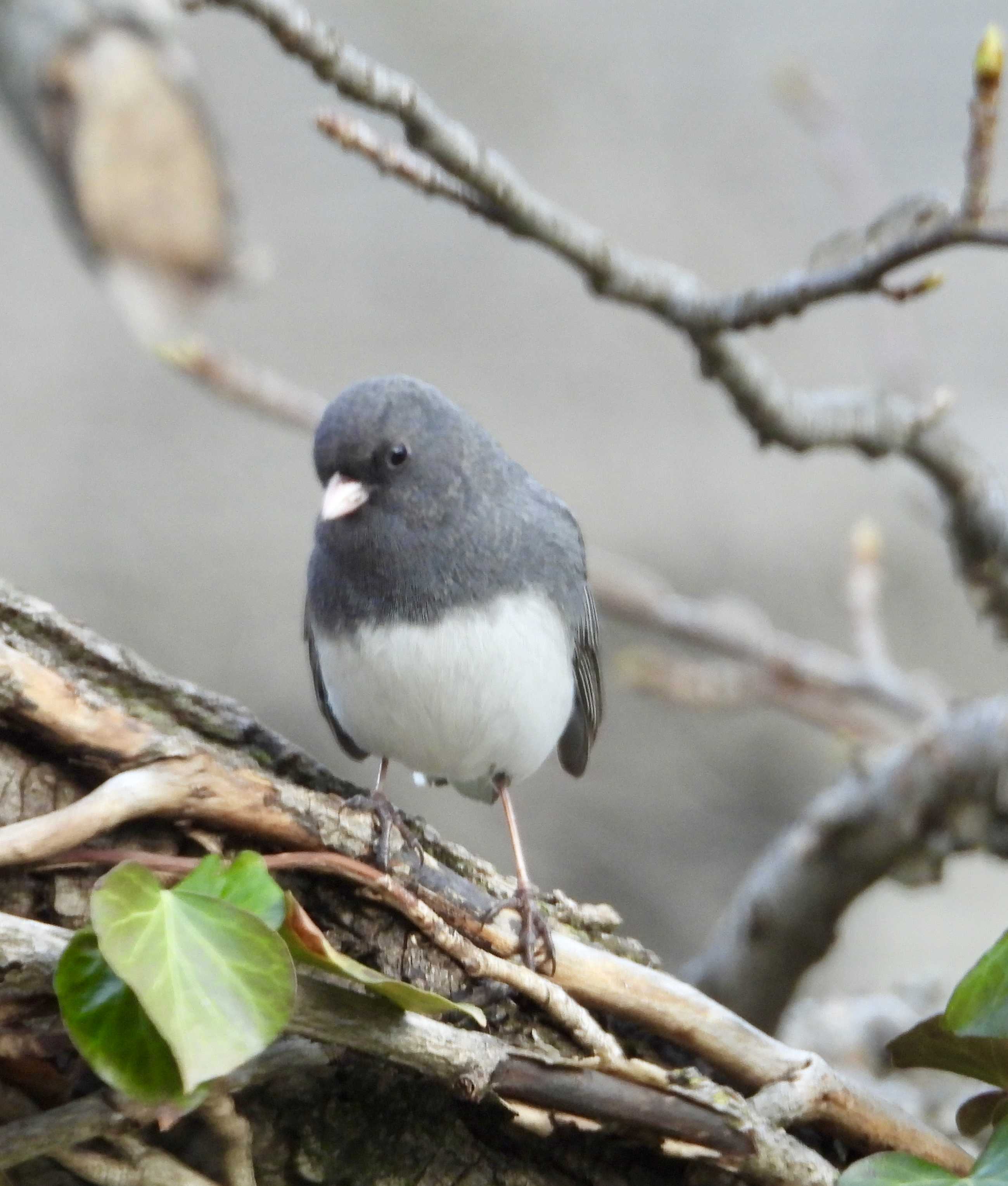 Dark Eyed Junco